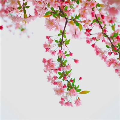 九游东方可儿摩登学园手游下载